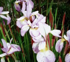 紫花菖蒲