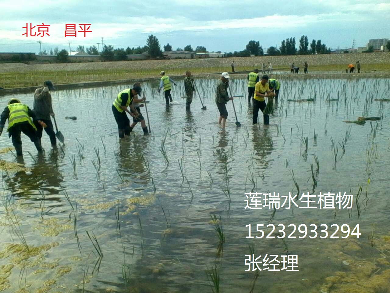 北京水生植物工程