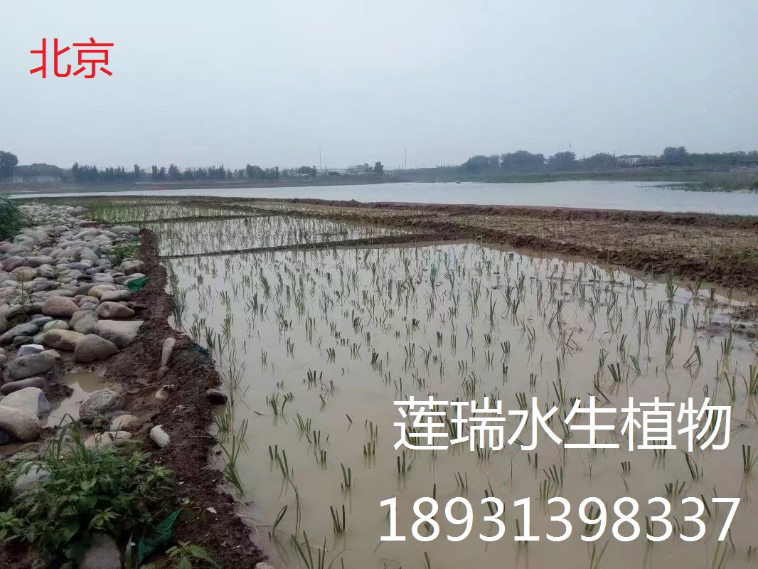 北京公园水生植物种植