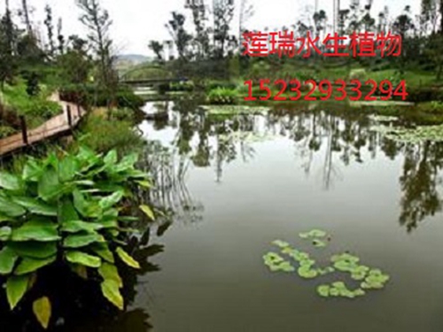 河南省郑州市水生植物工程