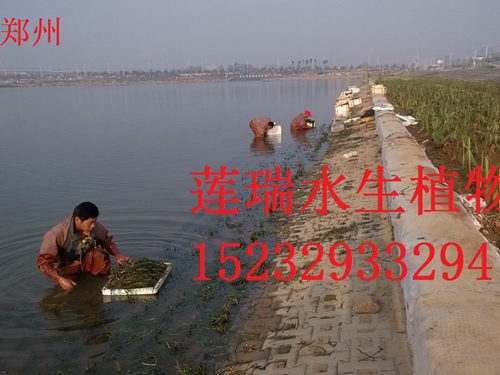 河南郑州水生植物种植工程