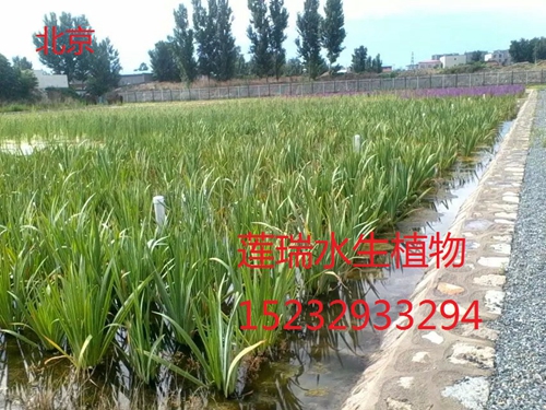 回访北京水生植物工程